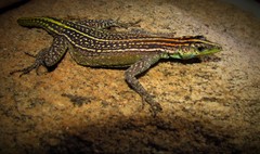 Platysaurus maculatus maculatus