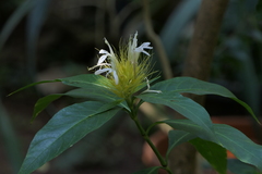 Schaueria calytricha