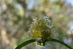 Schaueria calytricha