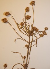 Plantago arenaria