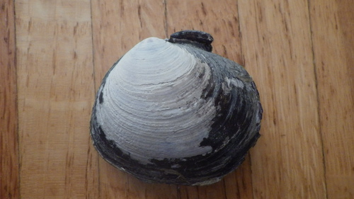 Nuttallia obscurata