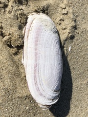 Sinonovacula constricta