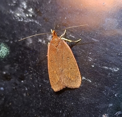 Cryptolechia rhodobapta