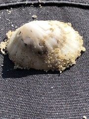 Niveotectura pallida