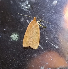 Cryptolechia rhodobapta