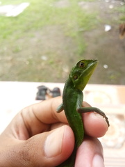 Bronchocela