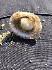 Niveotectura pallida