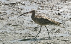 Numenius madagascariensis