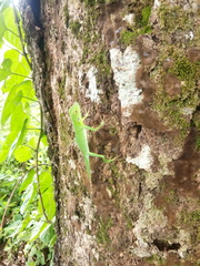 Bronchocela