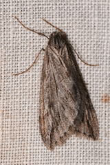 Paleacrita longiciliata