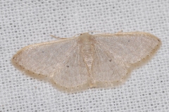 Idaea distinctaria