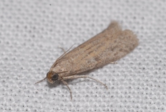Cadra figulilella