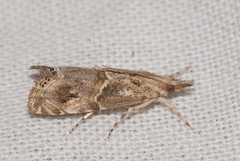 Euchromius cambridgei