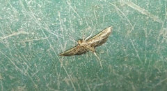Hydriris