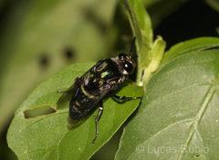 Thalestria spinosa