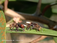 Homotrigona apicalis