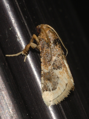 Loryma egregialis