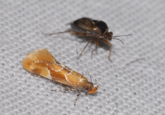 Epicallima formosella