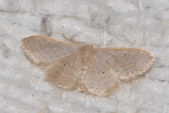Idaea distinctaria
