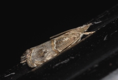 Euchromius cambridgei