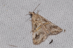 Euchromius cambridgei