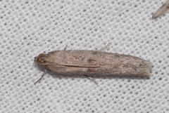 Cadra figulilella
