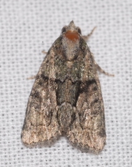 Cryphia pallida
