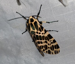 Hypercompe theophila