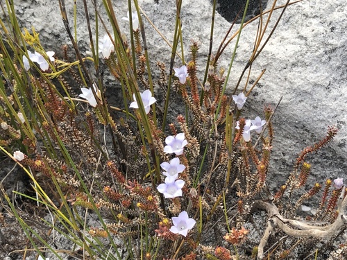 Recurved Bell (Roella recurvata)