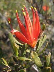 Lambertia multiflora