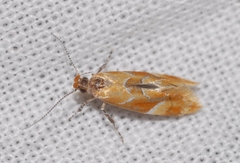 Epicallima formosella