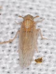 Javesella pellucida