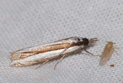 Angustalius malacellus