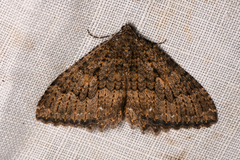 Triphosa californiata