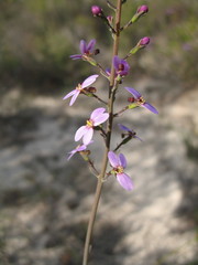 Stylidium hymenocraspedum