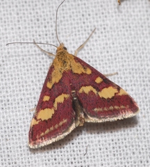 Pyrausta aurata