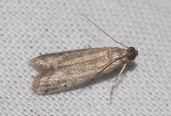Ephestia woodiella