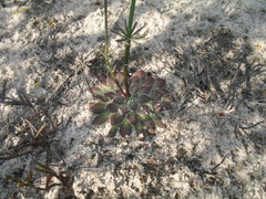 Stylidium hymenocraspedum