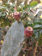Opuntia elatior