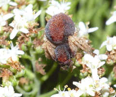 Oxyopes flavipalpis