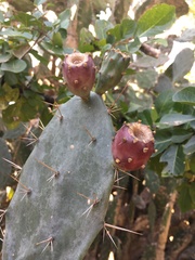 Opuntia elatior