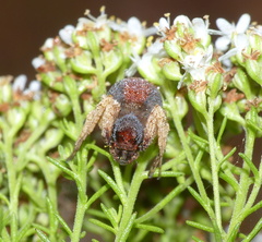Oxyopes flavipalpis