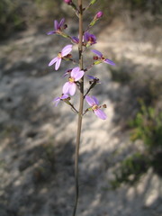 Stylidium hymenocraspedum