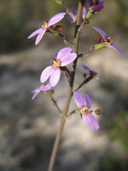Stylidium hymenocraspedum