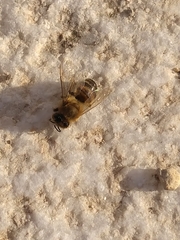 Apis mellifera