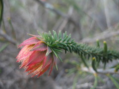 Darwinia neildiana