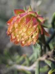 Darwinia neildiana