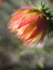 Darwinia neildiana