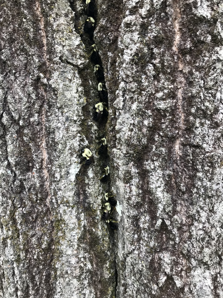 Common eastern bumble bee (Bombus impatiens)