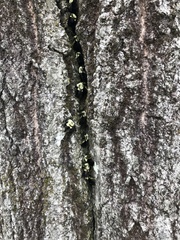 Common Eastern Bumble Bee